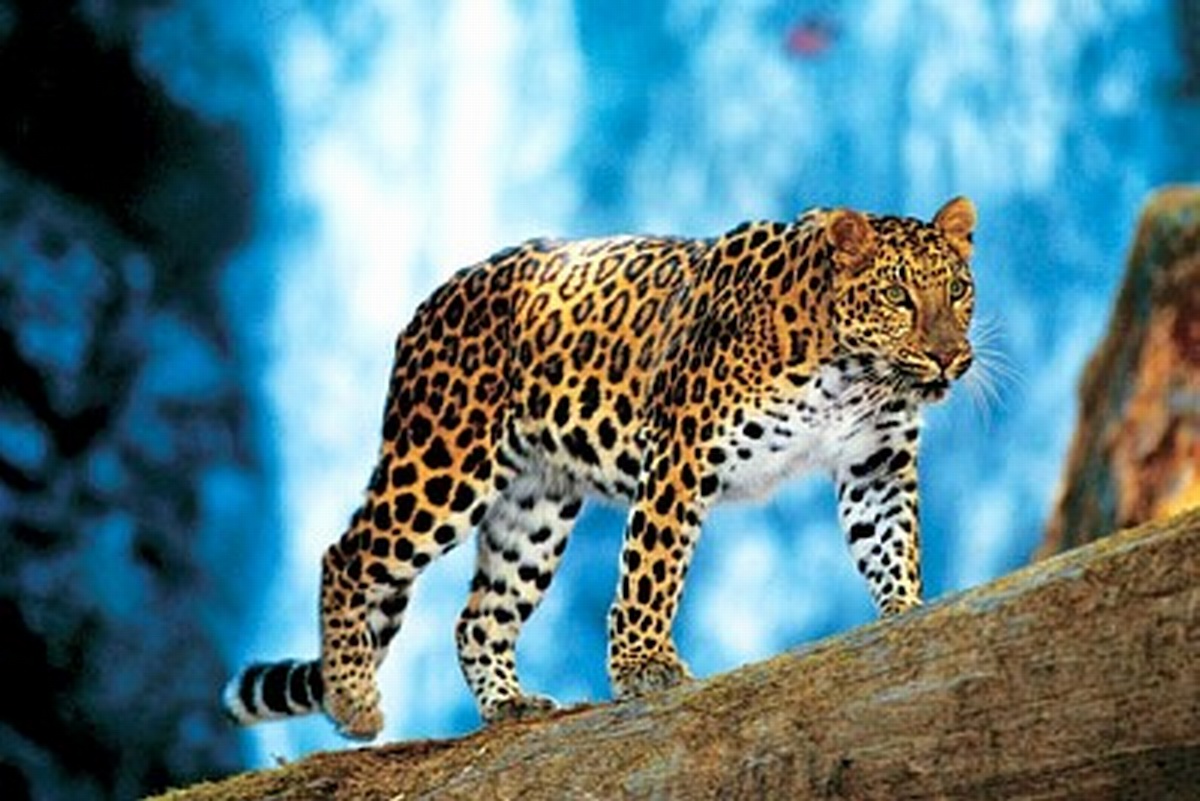 Территория леопардов и гепардов